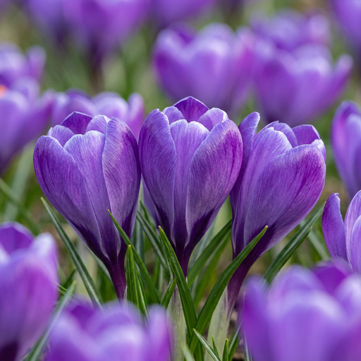 "30x Crocus Blue - Blauer Krokus - Blau - Verwilderungszwiebel - Zwiebelgröße 7/8 image"