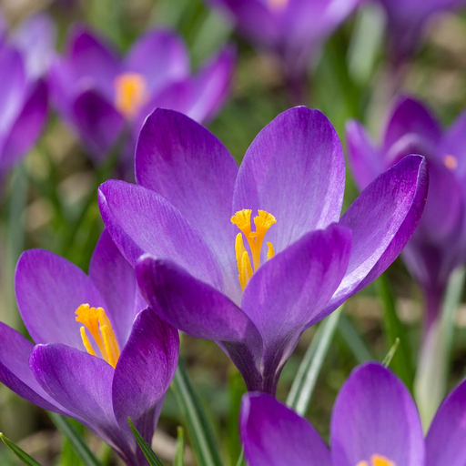 "50x Crocus Ruby Giant - Großblütiger Krokus - Lila - Verwilderungszwiebel - Zwiebelgröße 5/+ image"