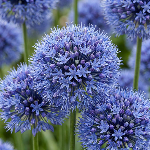 "40x Allium Caeruleum - Blauer Zierlauch - Blau - Sommerblüher - Zwiebelgröße 4/5 image"