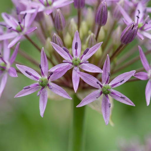 "15x Allium Christophii - Christoph-Lauch - Lila - Sommerblüher - Zwiebelgröße 10/12 image"
