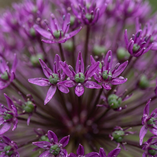 "15x Allium Miami - Zierlauch Miami - Lila - Sommerblüher - Zwiebelgröße 10/+ image"