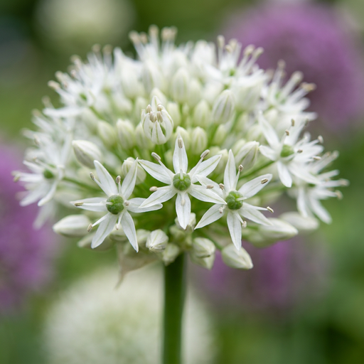 "3x Allium Mount Everest - Kugellauch Mount Everest - Weiß - Sommerblüher - Zwiebelgröße 16/18 image"