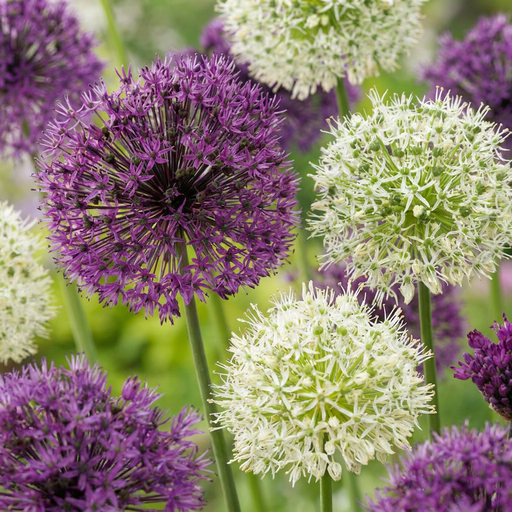 "15x Allium Purple - White Mix - Lila-Weiße Zierlauch-Mischung - Lila und Weiß - Sommerblüher - Zwiebelgröße 10/12 image"