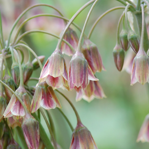 "30x Allium Siculum - Sizilianischer Honigknoblauch - Rot - Sommerblüher - Zwiebelgröße 8/10 image"