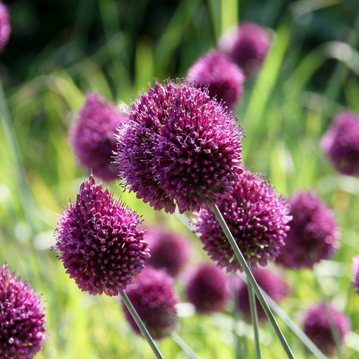 "100x Allium Sphaerocephalon - Kugellauch - Lila - Sommerblüher - Zwiebelgröße 5/6 image"