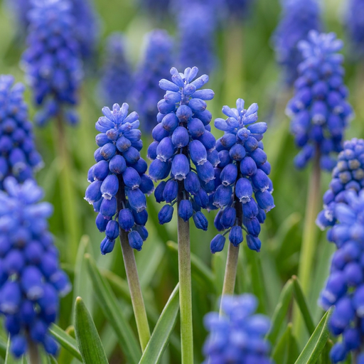 "50x Muscari Armeniacum - Armenische Traubenhyazinthe - Blau - Verwilderungszwiebel - Zwiebelgröße 8/9 image"