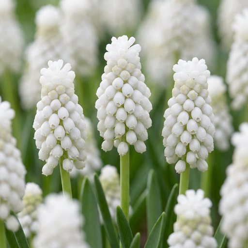 "50x Muscari White Magic - Weißer Traubenhyazinthen - Weiß - Verwilderungszwiebel - Zwiebelgröße 6/7 image"