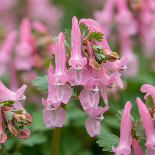 "20x Corydalis Beth Evans - Lerchensporner Beth Evans - Weiß und Lila - Verwilderungszwiebel - Zwiebelgröße 6/+ image"
