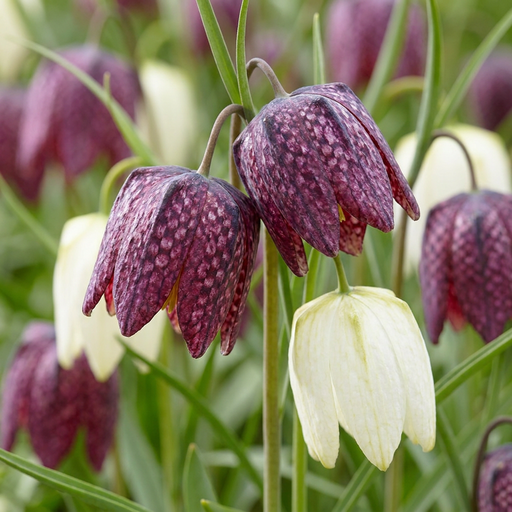 "30x Fritillaria Meleagris Mix - Schachbrettblume Mischung - Lila und Weiß - Verwilderungszwiebel - Zwiebelgröße 6/7 image"