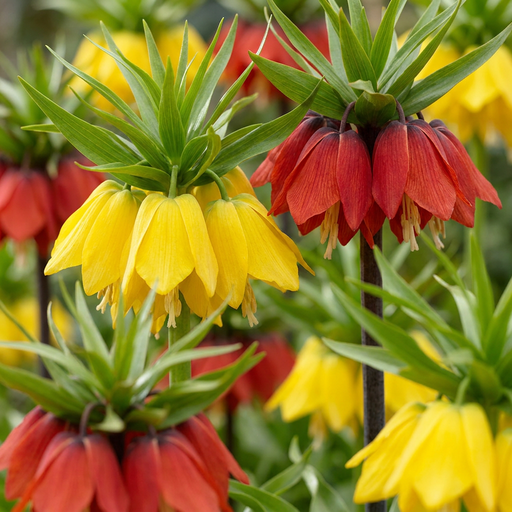 "3x Fritillaria Imperialis Mix - Kaiserkronen-Mischung - Diverses - Frühlingsblüher - Zwiebelgröße 18/20 image"
