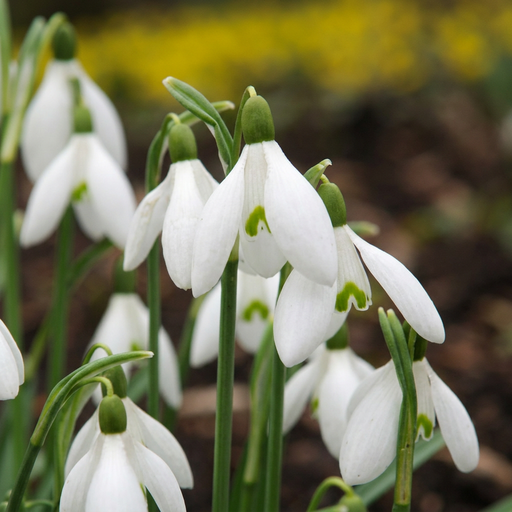 "25x Galanthus Elwesii - Riesen-Schneeglöckchen - Weiß - Frühlingsblüher - Zwiebelgröße 5/6 image"