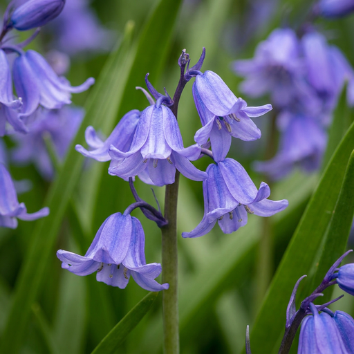 "20x Hyacinthoides non Scripta - Atlantisches Hasenglöckchen - Blau - Verwilderungszwiebel - Zwiebelgröße 7/8 image"