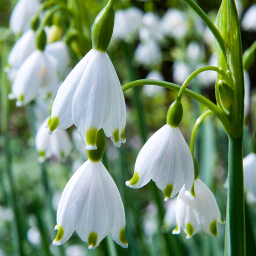 "20x Leucojum Aestivum - Sommer-Knotenblume - Weiß - Frühlingsblüher - Zwiebelgröße 8/9 image"