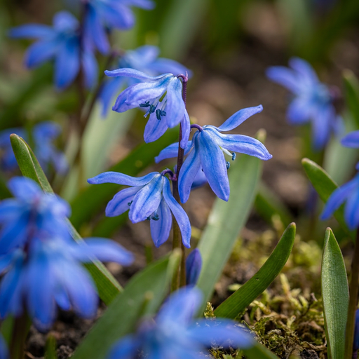 "50x Scilla Siberica - Sibirischer Blaustern - Blau - Verwilderungszwiebel - Zwiebelgröße 7/8 image"