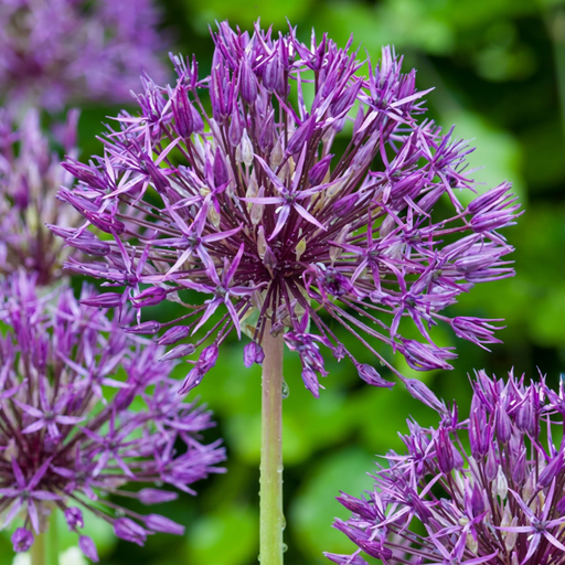 "40x Allium Purple Rain - Zierlauch Purple Rain - Lila - Sommerblüher - Zwiebelgröße 10/12 image"