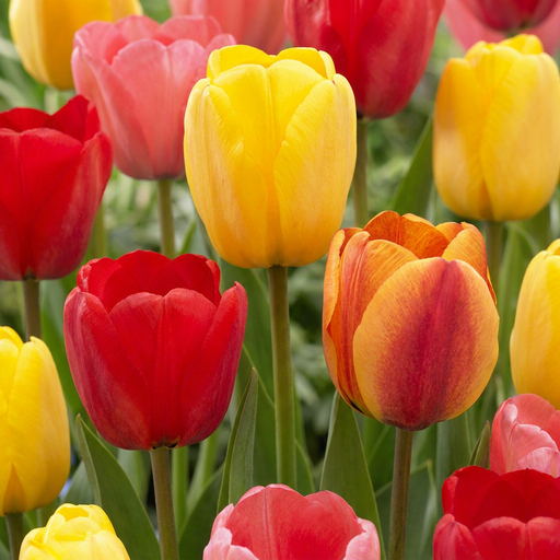 "40x Tulipa Darwin Hybride mix - Darwin-Hybrid-Tulpe - Diverses - Frühlingsblüher - Zwiebelgröße 10/12 image"