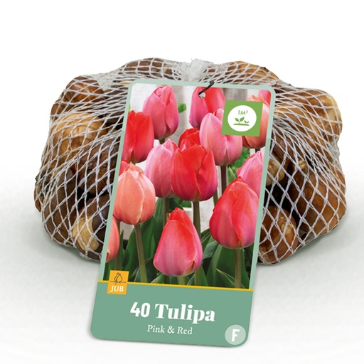 "40x Tulipa Pink - Red - Rosa-rote Tulpe - Rosa und Rot - Frühlingsblüher - Zwiebelgröße 10/12 image"
