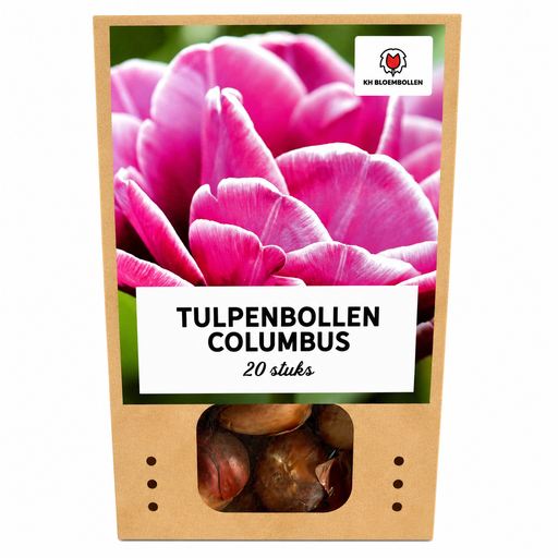 "Tulpenzwiebeln Columbus – 20 Stück | KH Bloembollen® | Rosa-Weiße Doppelte Pfingstrosentulpe – Elegant & Voll – Für Garten oder Topf – Größe 11/12 – Frisch vom Züchter! image"