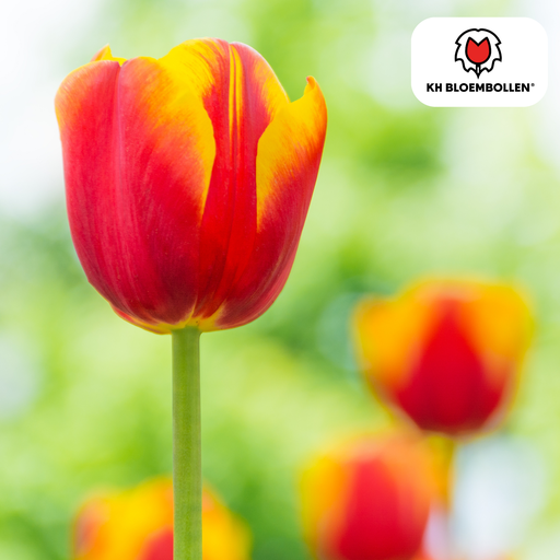 "Tulpenzwiebeln Dow Jones – 20 Stück | KH Bloembollen® | Rot-Gelb Gestreifte Tulpe – Auffällig & Bunt – Geschenk für Garten oder Topf – Größe 11/12 – Frisch vom Züchter! image"