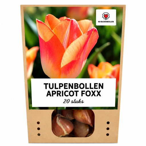 "Tulpenzwiebeln Apricot Foxx – 20 Stück | KH Bloembollen® | Lachsrosa Tulpe – Elegant & Großblumig – Für Garten oder Topf – Größe 11/12 – Frisch vom Züchter image"