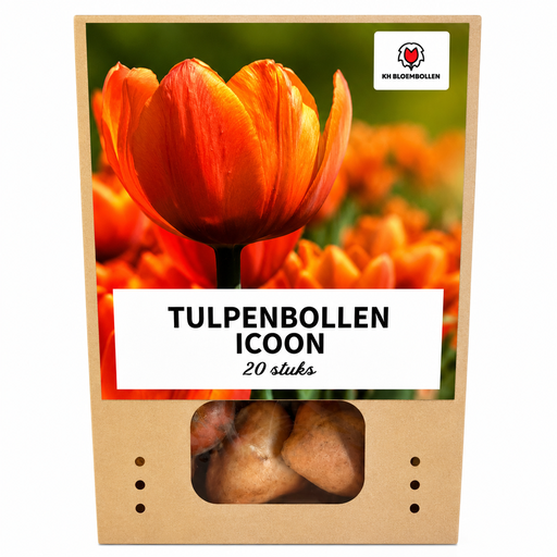 "Tulpenzwiebeln Icoon – 20 Stück | KH Bloembollen® | Orange Doppelblütige Tulpe – Voll, Warm & Auffällig – Für Garten oder Topf – Größe 11/12 – Frisch vom Züchter image"