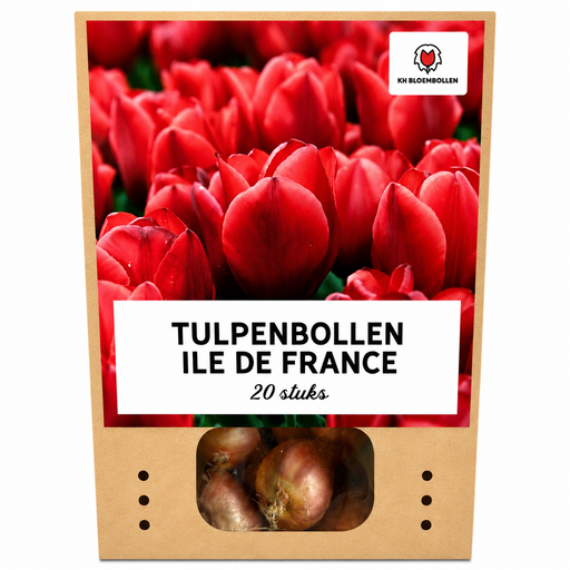 "Tulpenzwiebeln Ile de France – 20 Stück | KH Bloembollen® | Tiefrote Tulpe – Klassisch, Kräftig & Elegant – Für Garten oder Topf – Größe 11/12 – Frisch vom Züchter image"