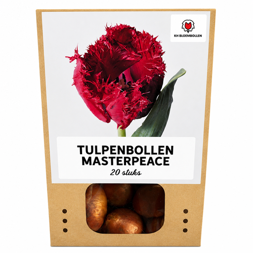 "Tulpenzwiebeln Masterpeace – 20 Stück | KH Bloembollen® | Rote Tulpe mit Fransenrand – Stark & Einzigartig – Für Garten oder Topf – Größe 11/12 – Frisch vom Züchter image"