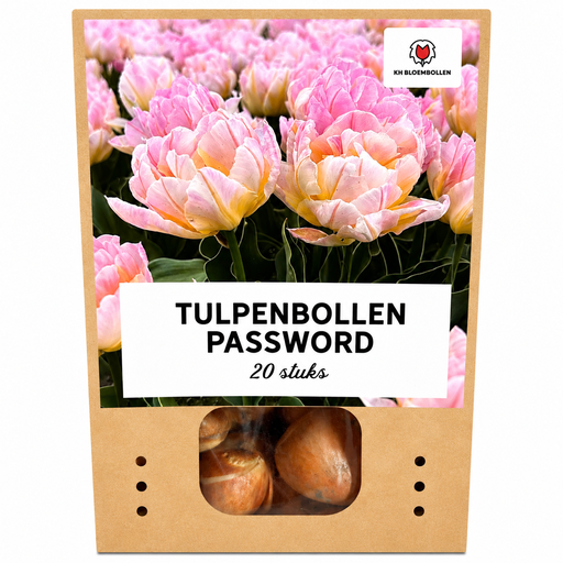 "Tulpenzwiebeln Password – 20 Stück | KH Bloembollen® | Rosa Doppelblütige Tulpe – Voll, Sanft & Romantisch – Für Garten oder Topf – Größe 11/12 – Frisch vom Züchter image"
