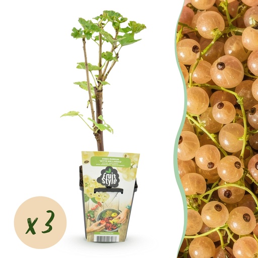 "Obstpflanzen - Weiße Beere - Ribes rubrum Weiße Holländer - Winterhart - 3 Pflanzen - Topf 9 cm - Weiße Beere image"