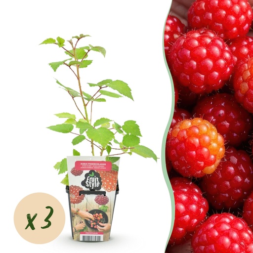 "Obstpflanzen - Japanische Weinbeere - Rubus Phoenicolasius - Winterhart - 3 Pflanzen - Topf 9 cm - Rote Beere image"