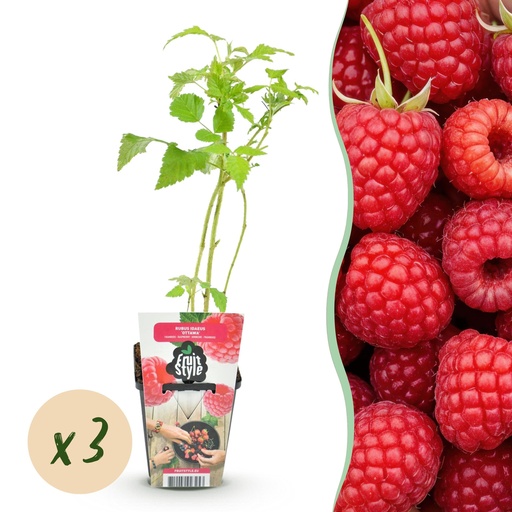 "Obstpflanzen - Himbeere - Rubus idaeus Ottawa - Winterhart - 3 Pflanzen - Topf 9 cm - Rote Himbeere image"
