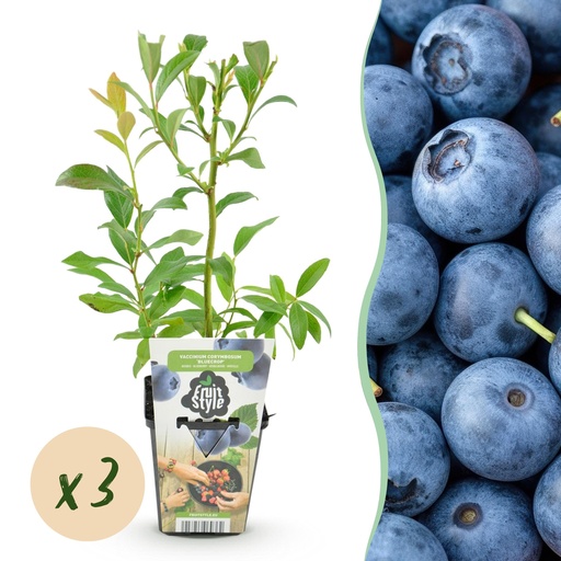"Obstpflanzen - Blaubeere - Vaccinium corymbossum Bluecrop - Winterhart - 3 Pflanzen - Topf 9 cm - Blaubeere image"