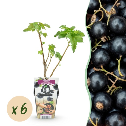 "Obstpflanzen - Schwarze Johannisbeere - Ribes nigrum 'Titania' - Winterhart - 6 Pflanzen - Topf 9 cm - Schwarze Johannisbeere image"