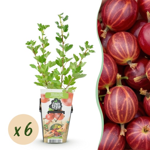 "Obstpflanzen - Jostabeere - Ribes uva-crispa Hinnonmaki Rot - Winterhart - 6 Pflanzen - Topf 9 cm - Rote Johannisbeere image"