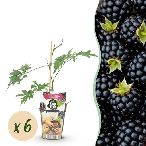 "Obstpflanzen - Immergrüne Brombeere - Rubus Thornless Evergreen - Winterhart - 6 Pflanzen - Topf 9 cm - Schwarze Brombeere image"