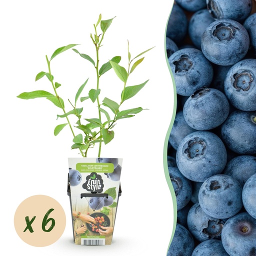 "Obstpflanzen – Blaubeere Vaccinium corymbosum 'Goldtraube' – winterhart – 6 Pflanzen – Topf 9 cm – Blaubeere image"