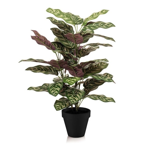 "Calathea im Topf - 65 cm hoch - Kunstpflanze - KÜNSTLICH image"