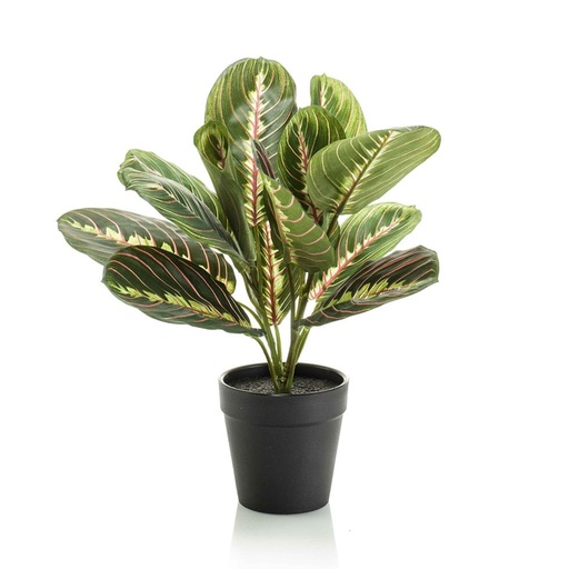 "Maranta grün - 30cm - In schwarzem Topf - Kunstpflanze - ARTIFICIAL image"