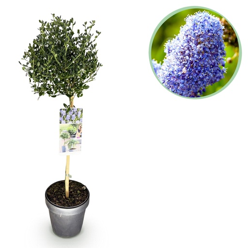 "Stammpflanze - Ceanothus impressus Victoria - Terrassenpflanze - Immergrün - Winterhart - Lila Blüte - Topf 19cm Höhe 90cm image"