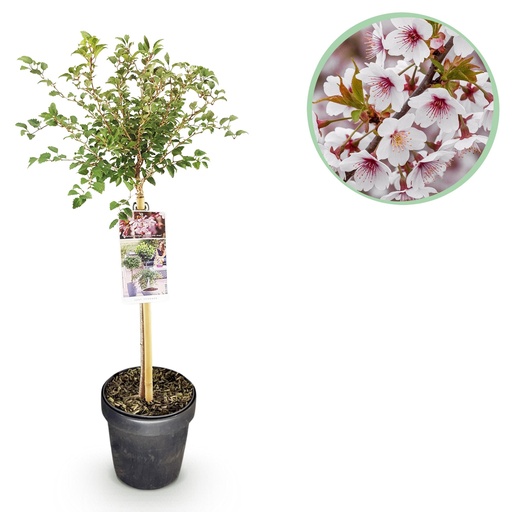 "Stammpflanze - Prunus incisa Koujou-no-mai - Terrassenpflanze - Laubabwerfend - Winterhart - Weiße Blüte - Topf 19 cm - Höhe 90 cm image"