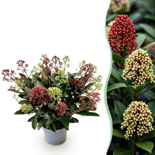 "Terrassenpflanze - Skimmia japonica Festival - Blüte Weiß & Rot - 15+ Blüten - 1 Pflanze - Winterhart - Topf 15cm Höhe 30cm image"