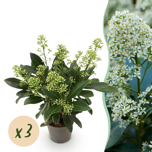 "Terrassenpflanze - Skimmia japonica Finchy - Blüte Weiß - 10+ Blumen - 3 Pflanzen - Winterhart - Topf 10,5cm Höhe 25cm image"