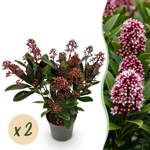 "Terrassenpflanze - Skimmia japonica Rubella - Blüte Rot - 10+ Blumen - 2 Pflanzen - Winterhart - Topf 10,5cm Höhe 25cm image"