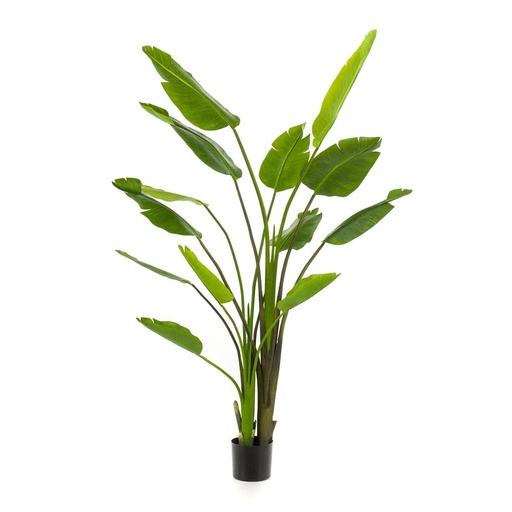 "Strelitzia nicolai - 180 cm - Im schwarzen Topf - Kunstpflanze - KÜNSTLICH image"