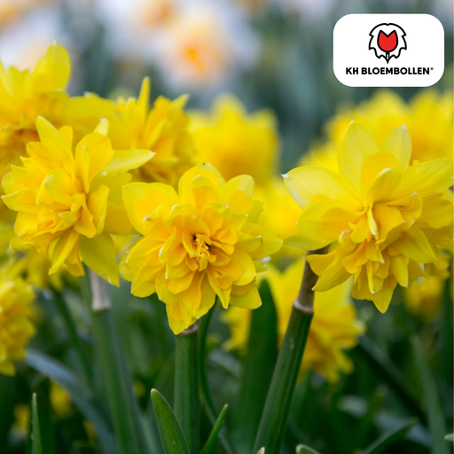 "Narcis Tête de Luxe 25 Stück image"