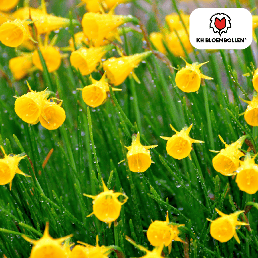 "Narcis Golden Bells 25 Stück image"