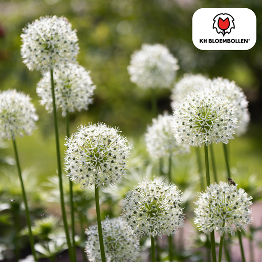 "Allium White Giant 5 Stück image"