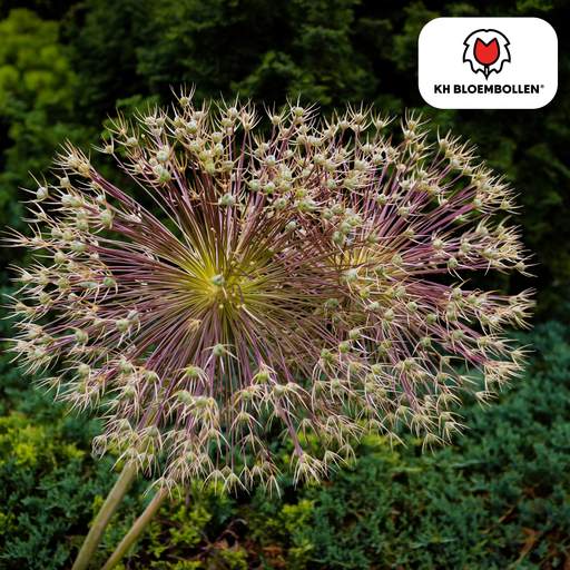 "Allium schubertii 5 Stück image"