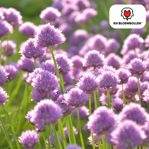 "Allium carolinianum 15 Stück image"