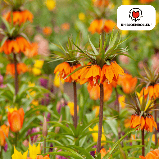 "Fritillaria / Kaiserkrone Garland Star 5 Stück image"